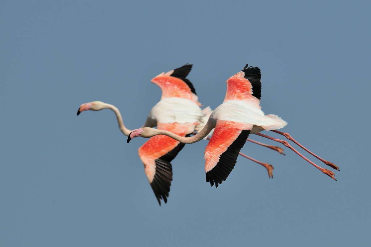 Flamants roses.