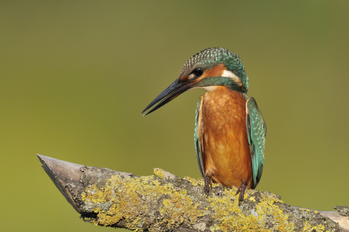 Martins-pêcheurs.